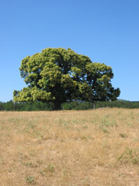 chataigne